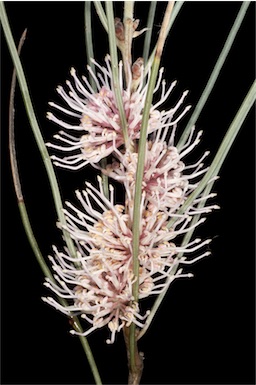 APII jpeg image of Hakea invaginata  © contact APII