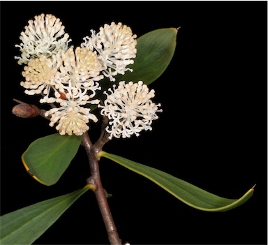 APII jpeg image of Hakea nitida  © contact APII