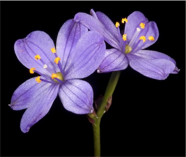 APII jpeg image of Chamaescilla corymbosa  © contact APII