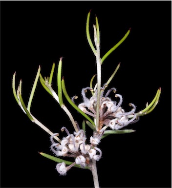 APII jpeg image of Grevillea umbellulata  © contact APII