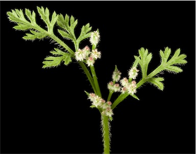 APII jpeg image of Daucus glochidiatus  © contact APII