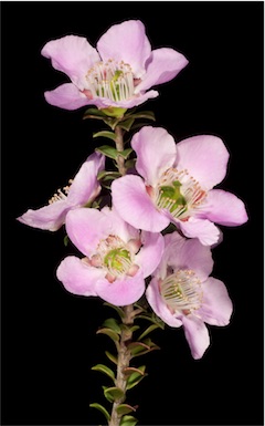 APII jpeg image of Leptospermum rotundifolium  © contact APII