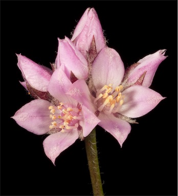 APII jpeg image of Boronia juncea  © contact APII