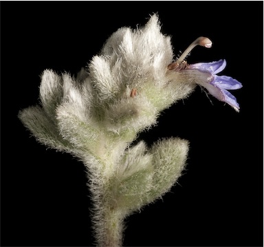 APII jpeg image of Scaevola sp. Mt Nameless (P.A.S.Wurm 1443)  © contact APII