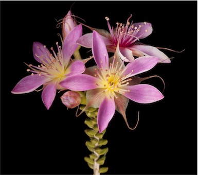 APII jpeg image of Calytrix carinata  © contact APII