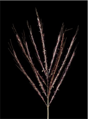 APII jpeg image of Bothriochloa ewartiana  © contact APII