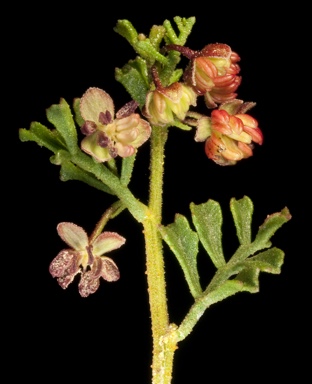 APII jpeg image of Dodonaea microzyga var. acrolobata  © contact APII