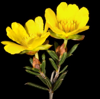 APII jpeg image of Hibbertia uncinata  © contact APII