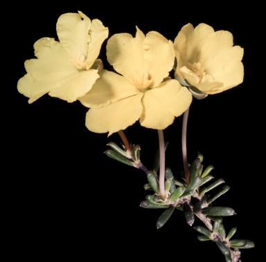 APII jpeg image of Hibbertia lineata  © contact APII