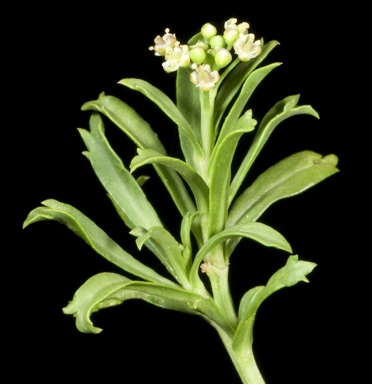 APII jpeg image of Lepidium foliosum  © contact APII