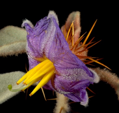 APII jpeg image of Solanum gilesii  © contact APII