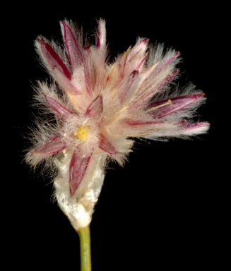 APII jpeg image of Ptilotus aphyllus  © contact APII