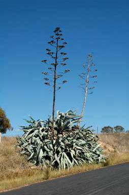 APII jpeg image of Agave americana  © contact APII