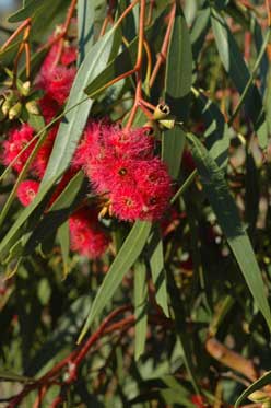 APII jpeg image of Eucalyptus lansdowneana  © contact APII