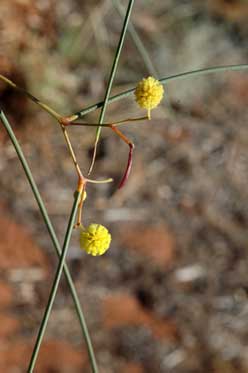 APII jpeg image of Acacia araneosa  © contact APII