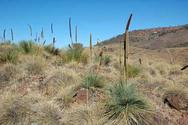 APII jpeg image of Xanthorrhoea quadrangulata  © contact APII