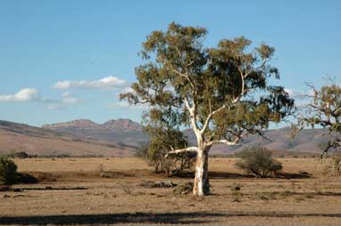 APII jpeg image of Eucalyptus camaldulensis  © contact APII