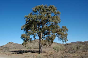 APII jpeg image of Eucalyptus camaldulensis  © contact APII