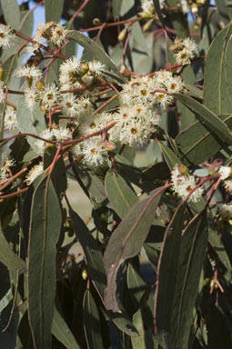 APII jpeg image of Eucalyptus nortonii  © contact APII