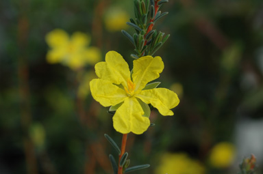 APII jpeg image of Hibbertia riparia  © contact APII