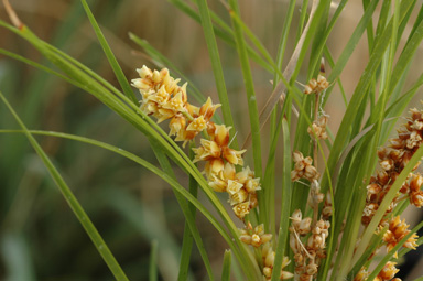 APII jpeg image of Lomandra confertifolia subsp. similis  © contact APII