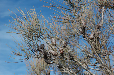 APII jpeg image of Allocasuarina distyla  © contact APII