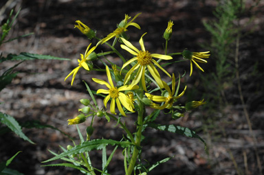 APII jpeg image of Senecio macranthus  © contact APII