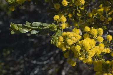 APII jpeg image of Acacia pinguiculosa subsp. pinguiculosa  © contact APII