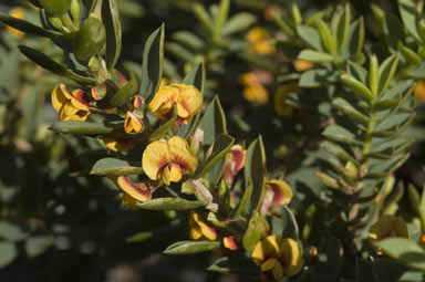 APII jpeg image of Eutaxia myrtifolia  © contact APII