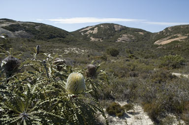 APII jpeg image of Banksia speciosa  © contact APII