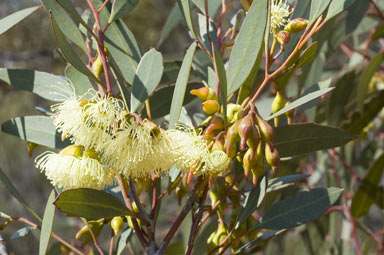 APII jpeg image of Eucalyptus captiosa  © contact APII