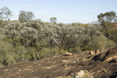 APII jpeg image of Eucalyptus crucis  © contact APII