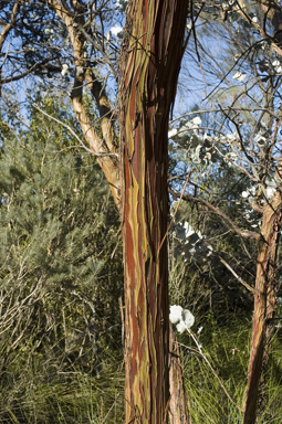 APII jpeg image of Eucalyptus crucis  © contact APII