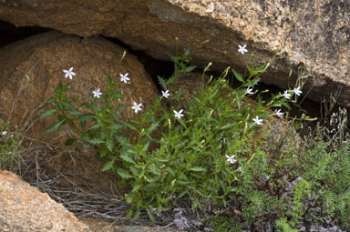 APII jpeg image of Isotoma petraea  © contact APII