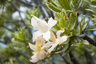 APII jpeg image of Eremophila miniata  © contact APII