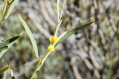 APII jpeg image of Acacia hemitiles  © contact APII