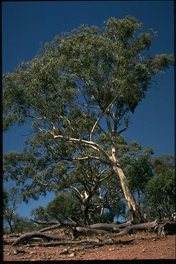 APII jpeg image of Eucalyptus leucoxylon subsp. leucoxylon  © contact APII