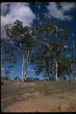 APII jpeg image of Eucalyptus elliptica  © contact APII