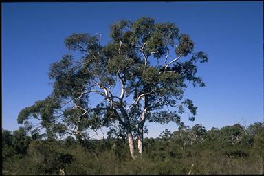 APII jpeg image of Eucalyptus mannifera subsp. gullickii  © contact APII