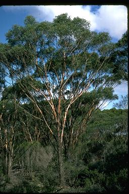 APII jpeg image of Eucalyptus melanophitra  © contact APII