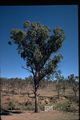 APII jpeg image of Eucalyptus nova-anglica  © contact APII