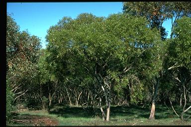 APII jpeg image of Eucalyptus oraria  © contact APII