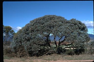 APII jpeg image of Eucalyptus pluricaulis subsp. porphyrea  © contact APII