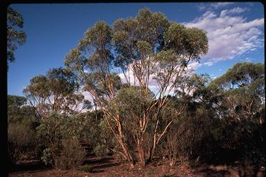 APII jpeg image of Eucalyptus polybractea  © contact APII