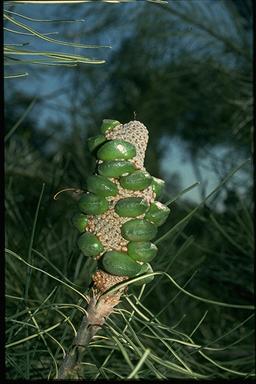 APII jpeg image of Banksia tricuspis  © contact APII