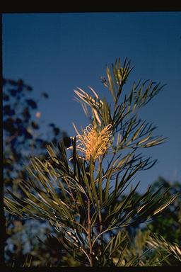 APII jpeg image of Grevillea banksii  © contact APII