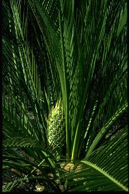 APII jpeg image of Macrozamia riedlei  © contact APII