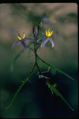 APII jpeg image of Solanum ferocissimum  © contact APII