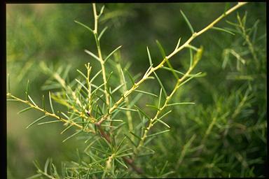 APII jpeg image of Acacia axillaris  © contact APII