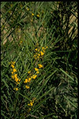 APII jpeg image of Acacia latzii  © contact APII